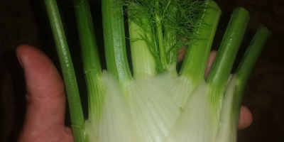 I will sell fennel (fennel). Cut or with a