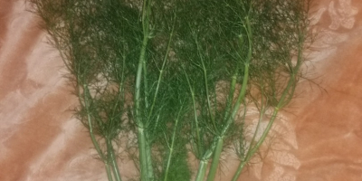 I will sell fennel (fennel). Cut or with a