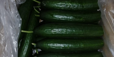 Fresh cucumber, variety &quot;Meva&quot; first category. length 18-24cm. Diameter