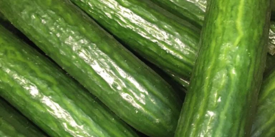 Fresh cucumber, variety &quot;Meva&quot; first category. length 18-24cm. Diameter
