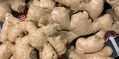 Selling fresh ginger on EU pallets from 450 kg.
