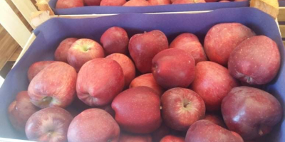 Largest seller of fresh apples world wide. Red/Gold delicious