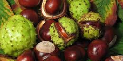 I will sell fresh, large chestnuts, about 70 kg.