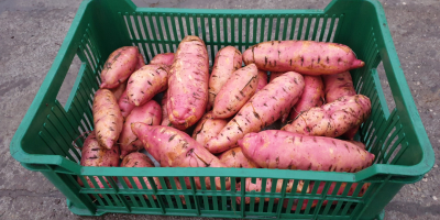 I will sell sweet potatoes, fresh, POLISH production. Sweet