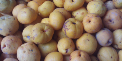 Fruct de gutui japonez de vânzare la 15 PLN