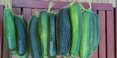 I will sell courgettes, I can sort about 500