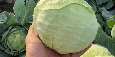 Hybrid cabbage for sale: beverly hills High quality Phoene;