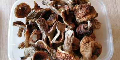 I will sell dried porcini mushrooms and buttermilk. Harvest