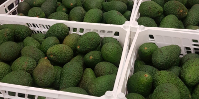 Avocados 1000kg price depends on the situation on the