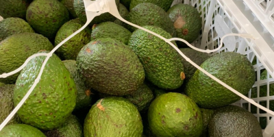 Avocado 1000kg Prețul depinde de situația de pe piața