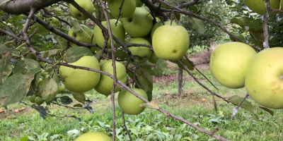 Vand mere Ionathan, ionagold,delicios, florina, generos