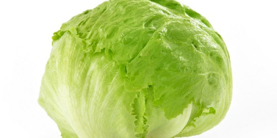 Iceberg lettuce packed in 10 or 8 pieces in