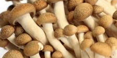 fresh mushroom available for export in Denmark please contact