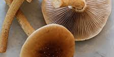 fresh mushroom available for export in Denmark please contact