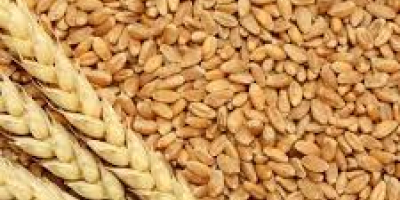Wheat available for export in Denmark Please contact directly
