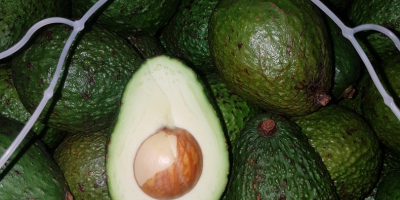 Avocado 500 kg price depends on the situation on