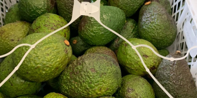 Avocado 500 kg price depends on the situation on