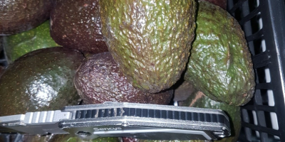Avocado 500 kg Prețul depinde de situația de pe