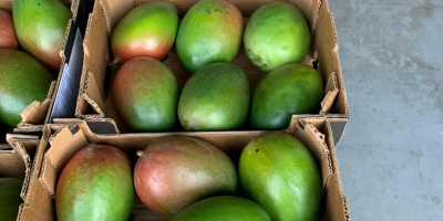 Mango 4kg 28 PLN Kartonpreis hängt von der Situation