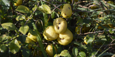 Hello, I am selling Japanese quince fruit, about 300
