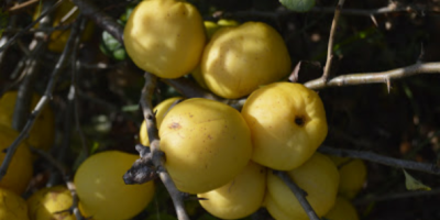 Hello, I am selling Japanese quince fruit, about 300