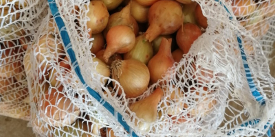 Hello, I am selling yellow onions rumba variety from