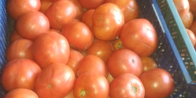 Red ground tomato for sale. Price from 1 PLN
