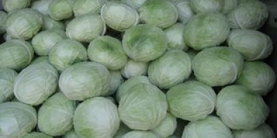 I am selling autumn cabbage ... 0.7 lei /