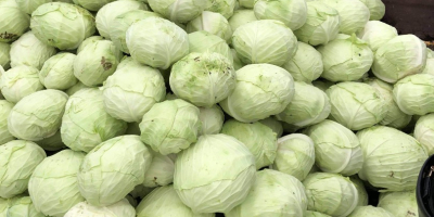 1kg-1.8kg / cabbage