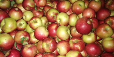 I am selling apples, Idared and Florina varieties from
