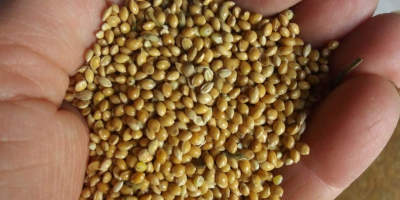 We offer millet produced in 2020. In the amount