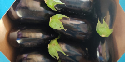 Hello, we have a first-class eggplant for sale, 10