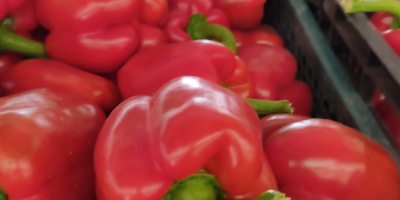 We offer 1 grade red pepper, California variety, packed