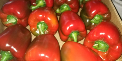 We offer 1 grade red pepper, California variety, packed