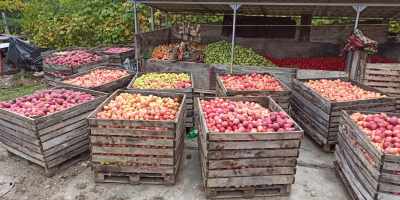 Producător local din comuna Golești Vâlcea vinde mere din