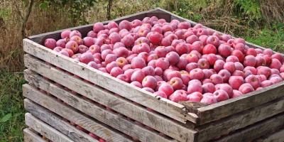 Producător local din comuna Golești Vâlcea vinde mere din