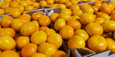 Tangerine seedless, sweet, easy to peel.