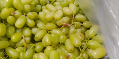 Grapes for sale 15k. seedless, origin Turkey, variety thompson.