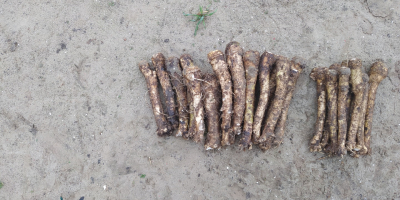 We are offering horseradish for sale, produced by my