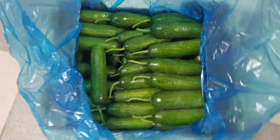 SUPER RHINO variety cucumber for sale, size 10-12 cm,