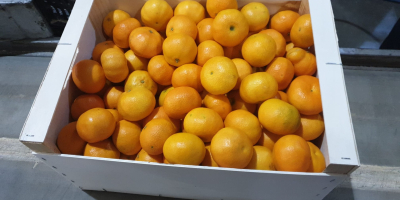 Clementinengröße 5,2 Tonnen. Mögliche 2-6 Tonnen pro Woche. Preis