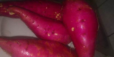 I am selling sweet potato (BATAT), variety KSC 1.