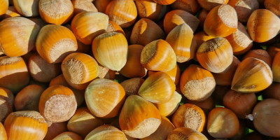 I will sell this year&#39;s Catalan hazelnuts from a