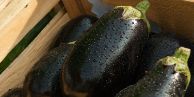 Round black eggplant