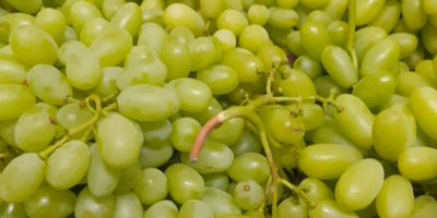 Grapes for sale, 15 k. Origin Greece, thomson variety.