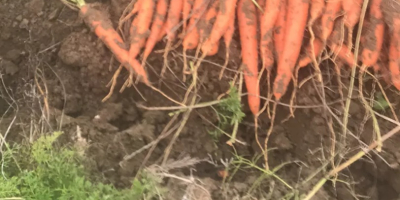 Sell carrots, celery in large quantities For more details,