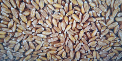 Продајемо количину пирине-100т чистоће -99, 8% влаге-14% испоруке од