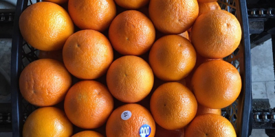Апельсин сорт Вашингтон, высший сорт, доставка прямо со склада.