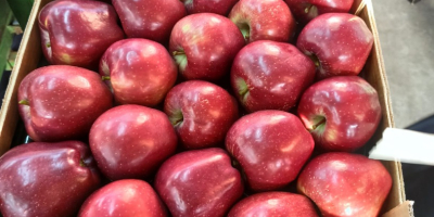 Sono iniziate le vendite di diverse varietà di mele