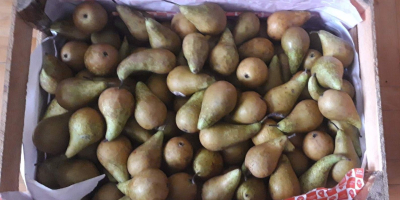 We sell pears from the producer. Quantity 1 t.